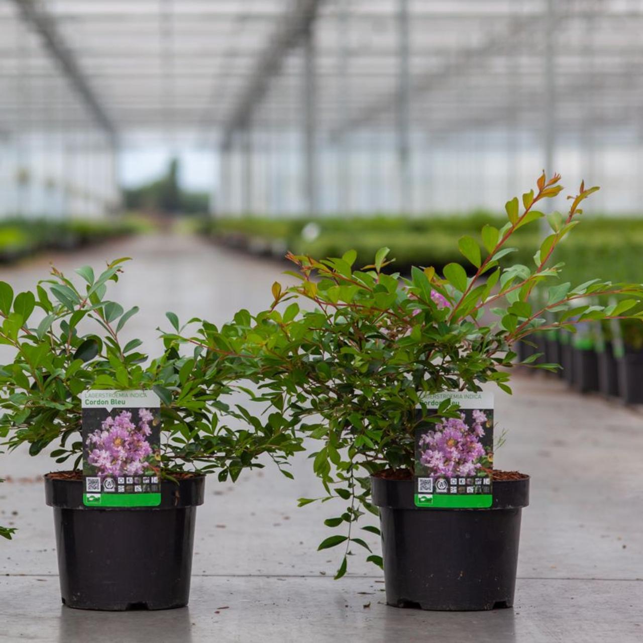 Lagerstroemia indica 'Cordon Bleu' plant