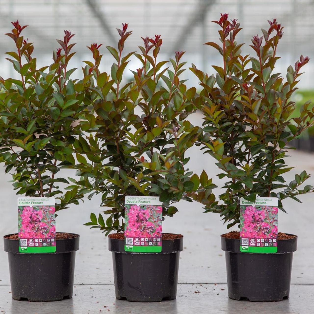 Lagerstroemia indica 'Double Feature' plant