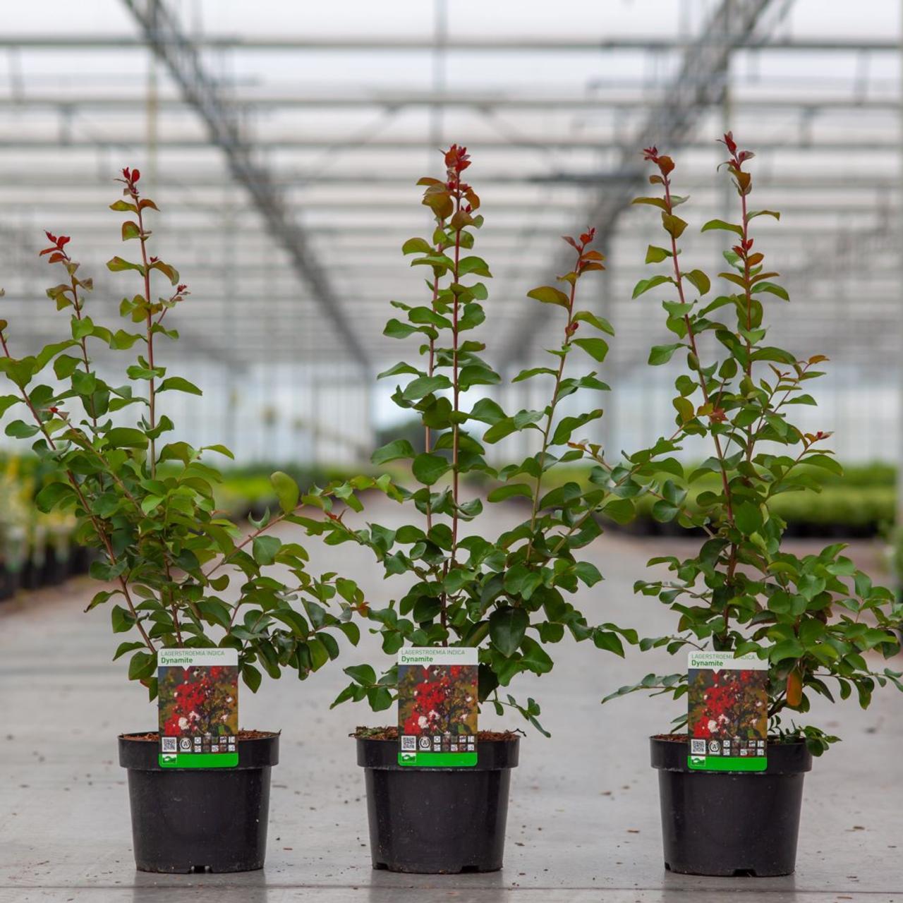 Lagerstroemia indica 'Dynamite' plant