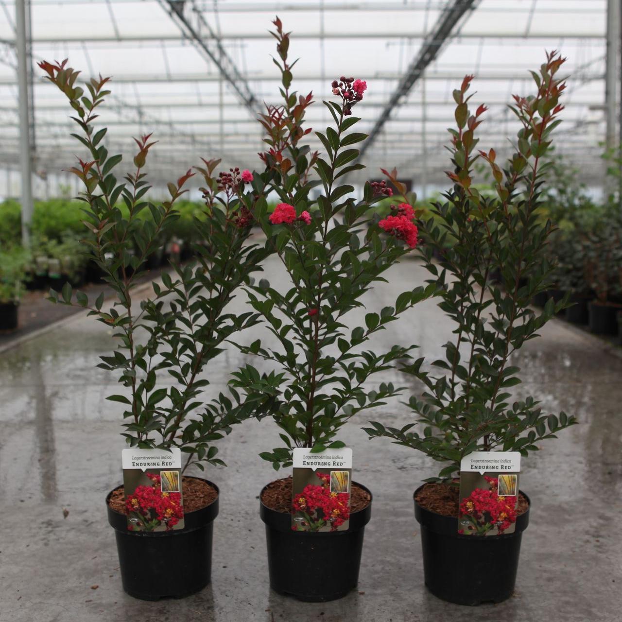 Lagerstroemia indica ENDURING RED plant