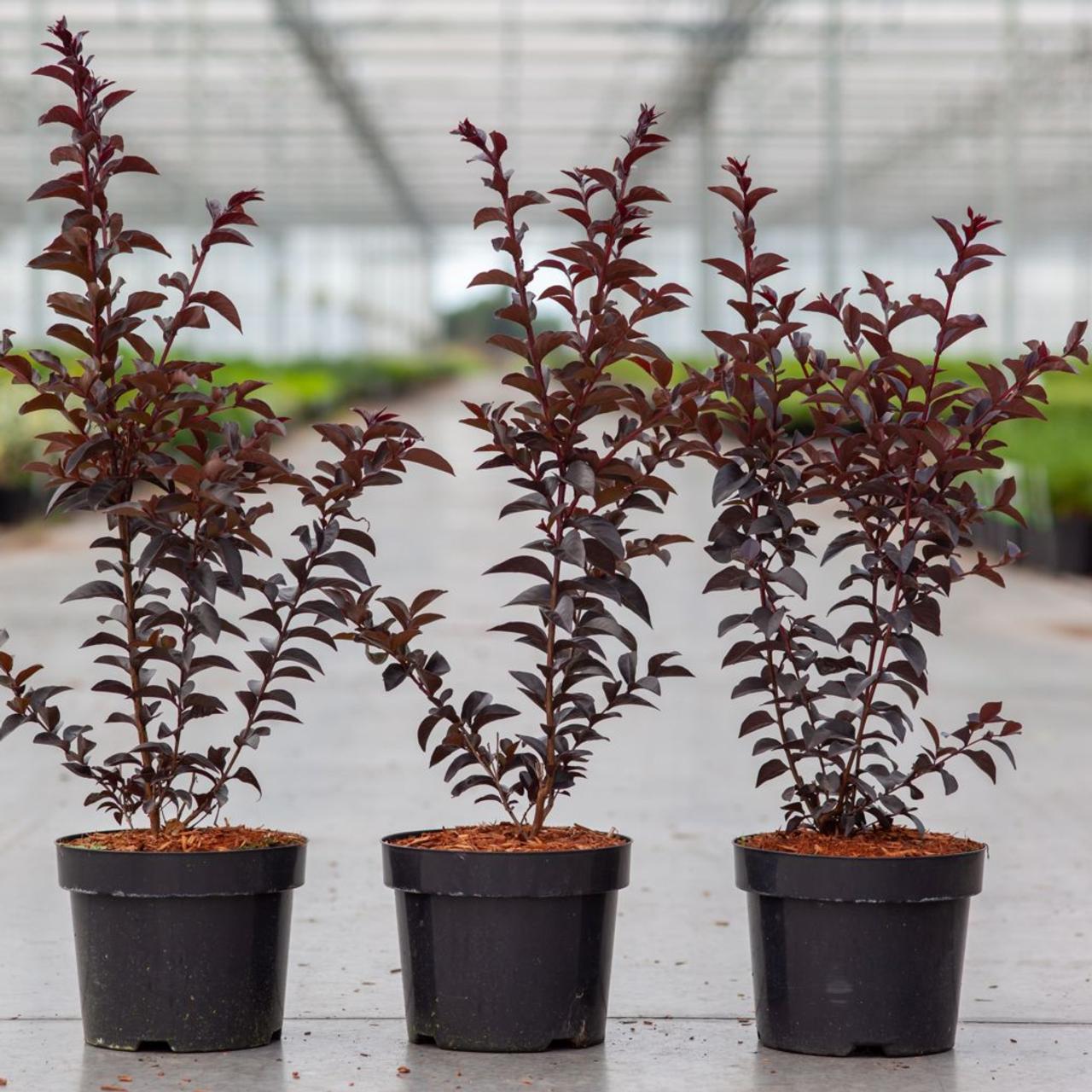 Lagerstroemia indica 'Midnight Magic' plant