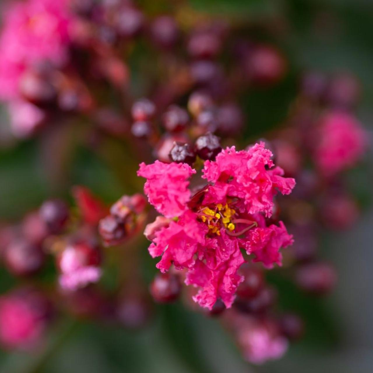 Lagerstroemia indica 'Pink Velours' plant