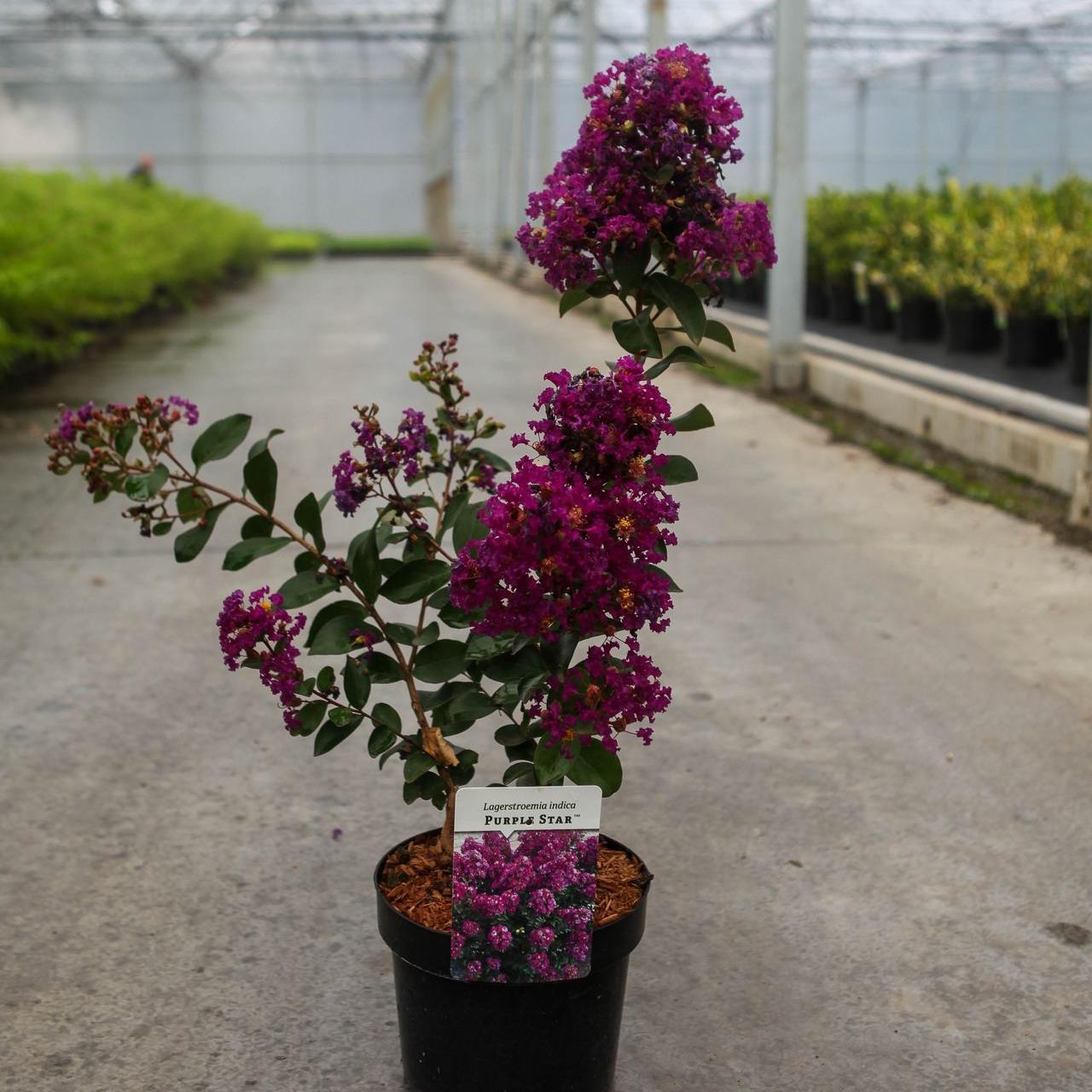 Lagerstroemia indica PURPLE STAR plant