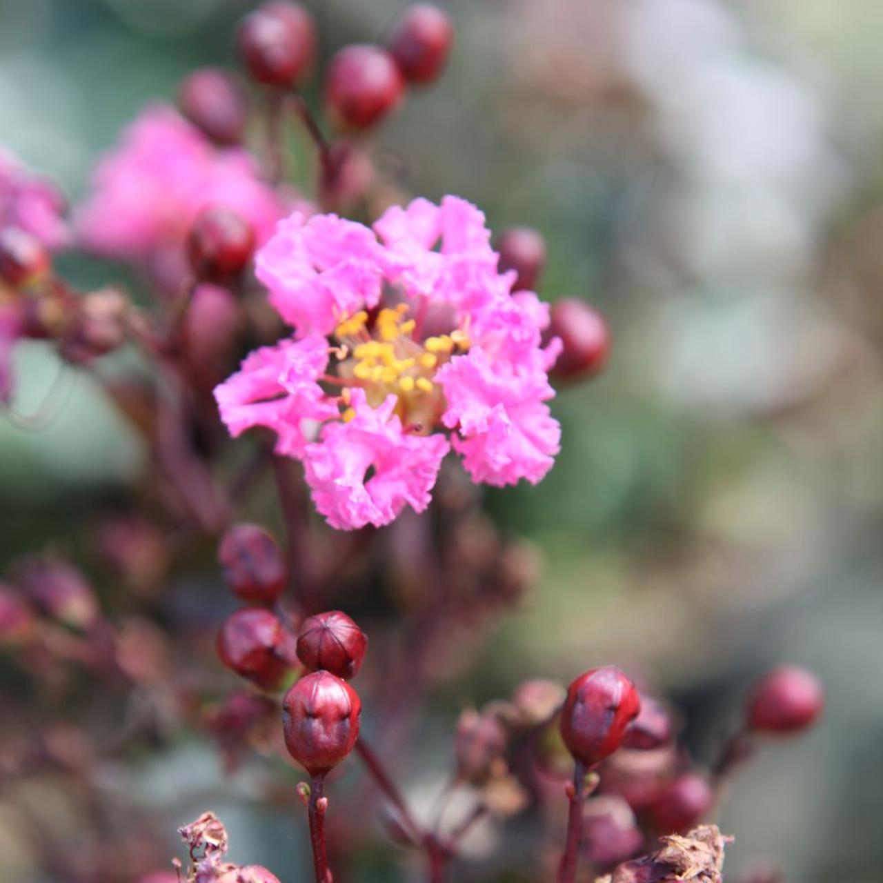 Lagerstroemia indica 'Rhapsody in Pink' plant