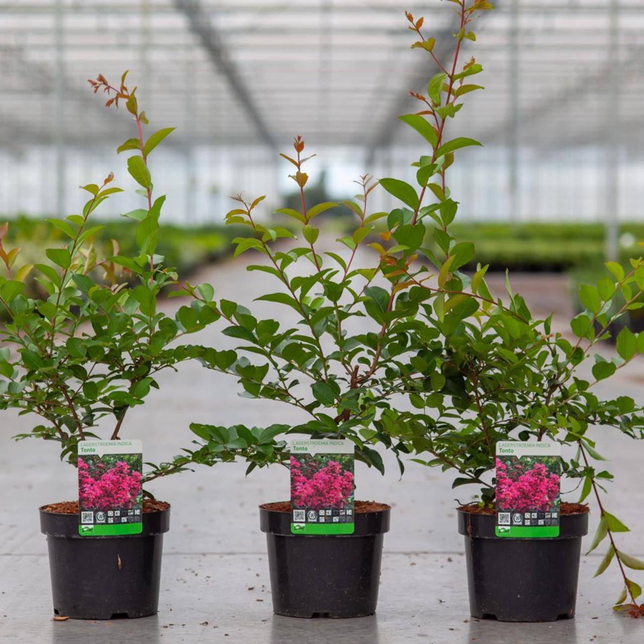 Lagerstroemia indica 'Tonto' plant