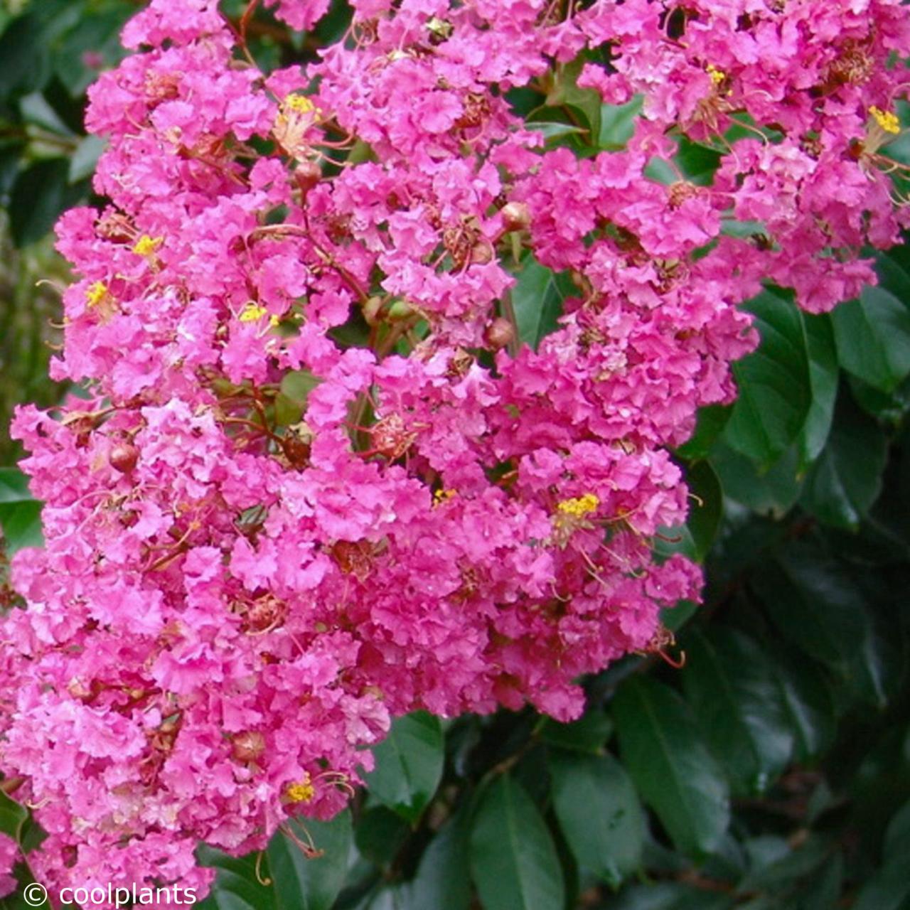 Lagerstroemia 'Miami' plant