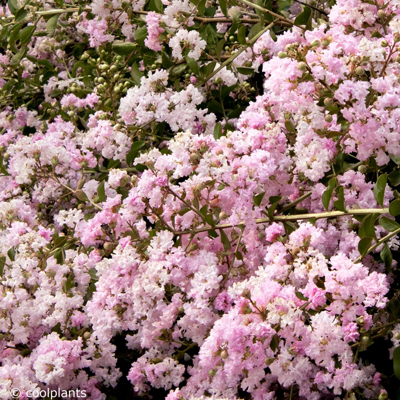 Lagerstroemia 'Near East' plant