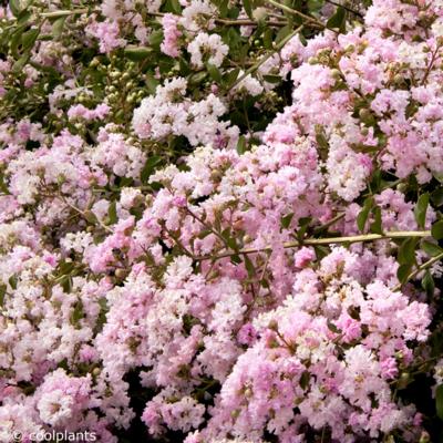 lagerstroemia-near-east