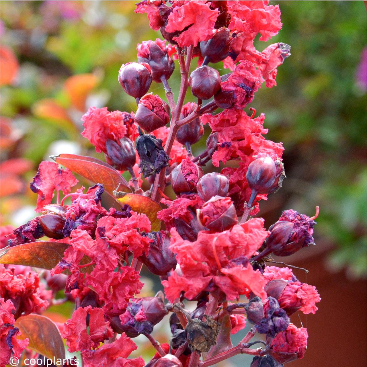 Lagerstroemia 'Petite Red' plant