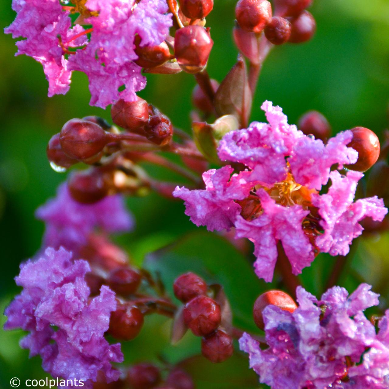 Lagerstroemia 'Twilight' plant