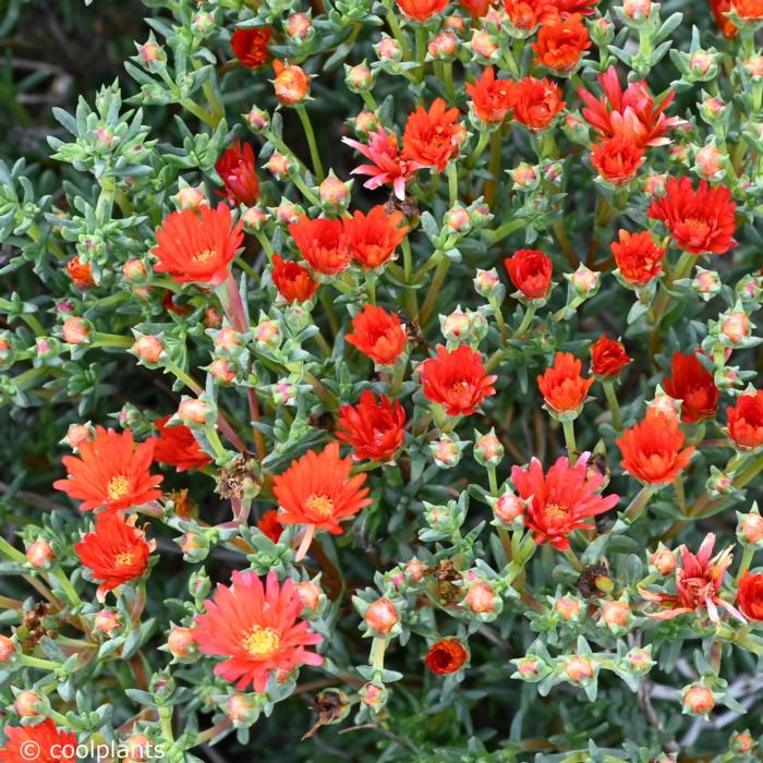 Lampranthus aureus 'Orange' plant