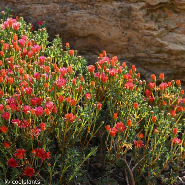 Lampranthus aureus 'Orange' plant