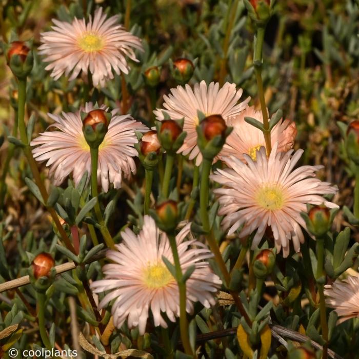 Lampranthus 'Peach' plant