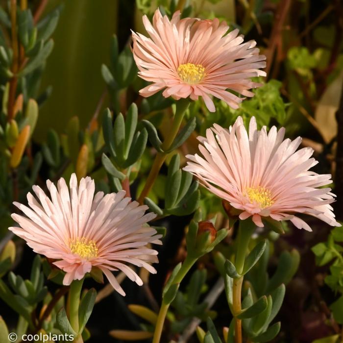 Lampranthus 'Peach' plant