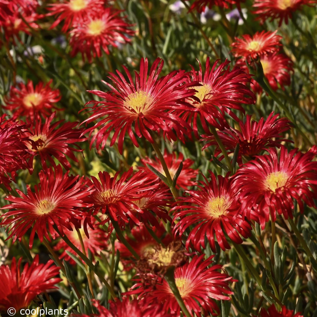 Lampranthus 'Tresco Fire' plant