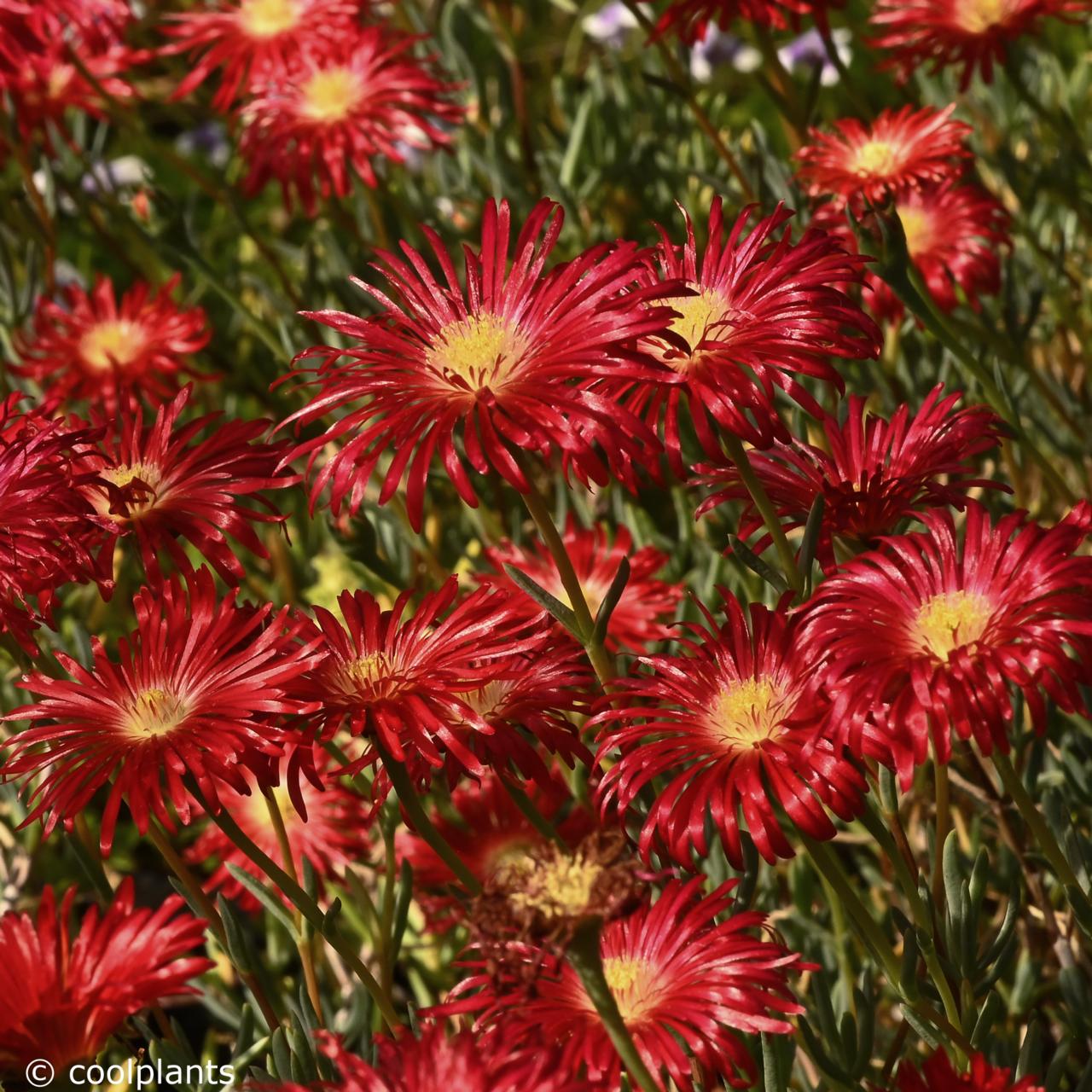 Lampranthus 'Tresco Fire' plant