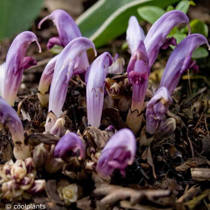 Lathraea clandestina plant