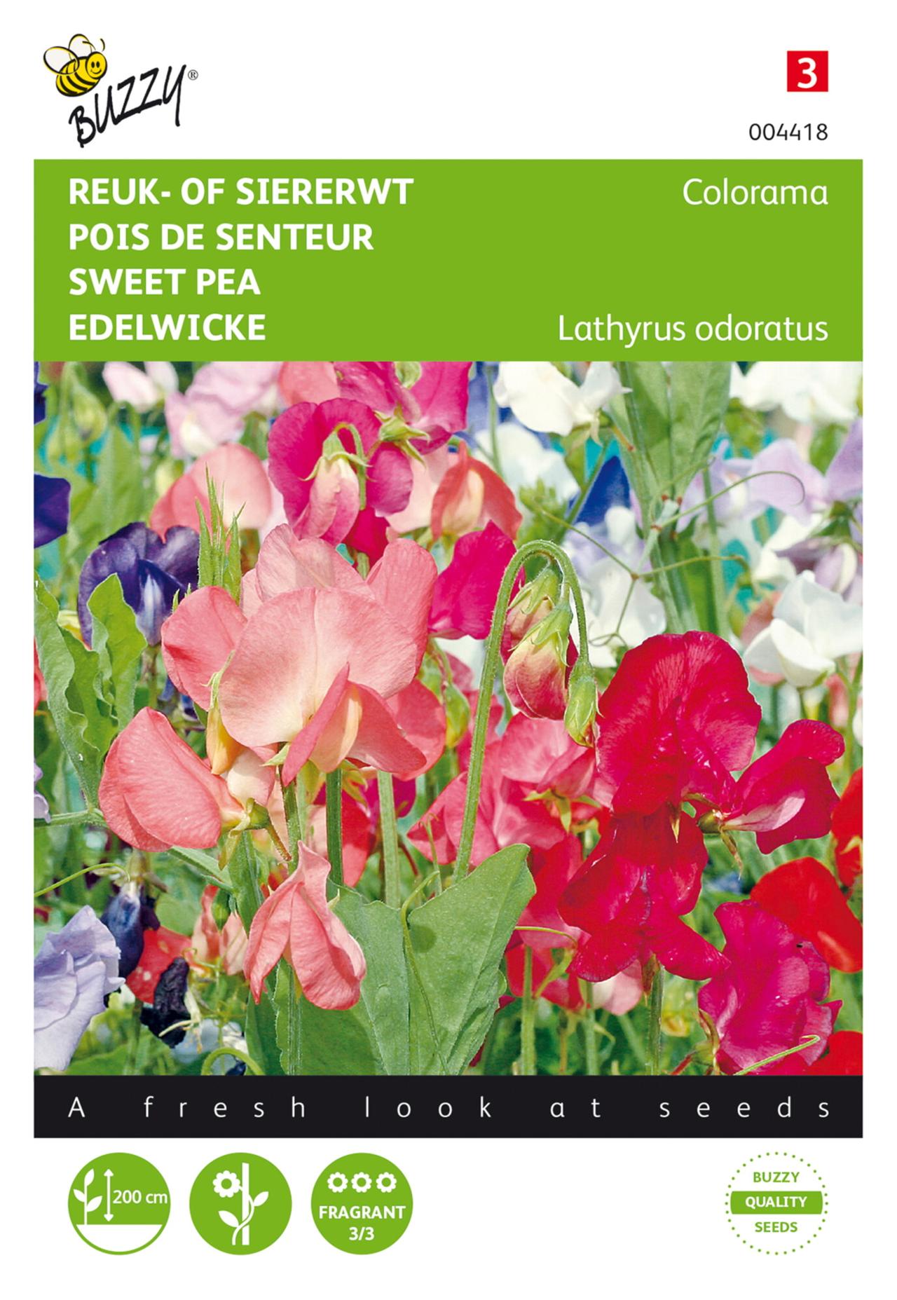 Lathyrus odoratus 'Colorama' plant