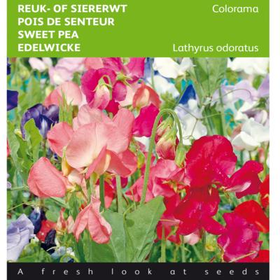 lathyrus-odoratus-colorama