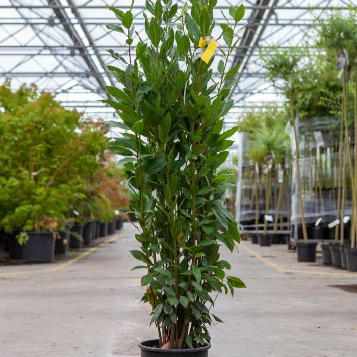 Laurus nobilis plant