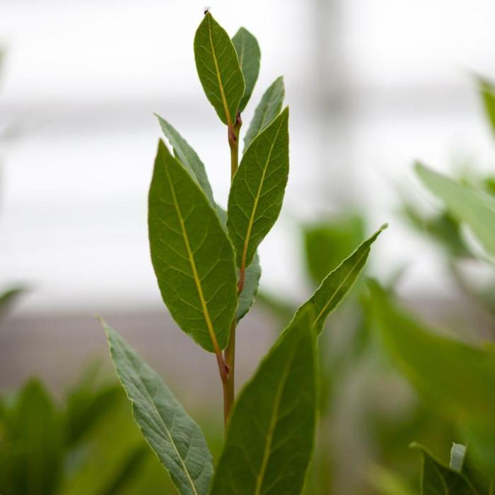 Laurus nobilis plant