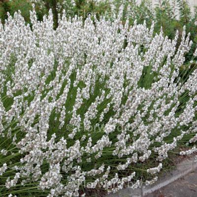 lavandula-augustifolia-edelweiss