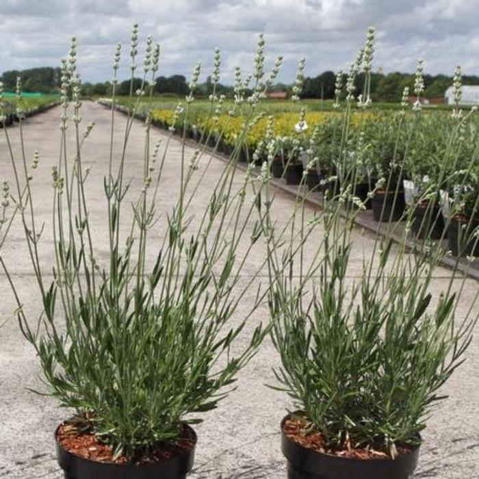 Lavandula intermedia EXCEPTIONAL plant