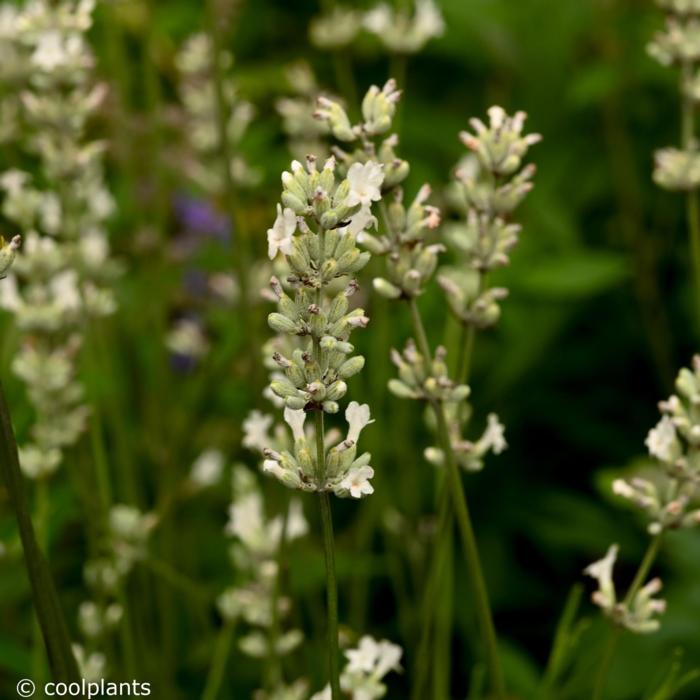 Lavandula intermedia EXCEPTIONAL plant