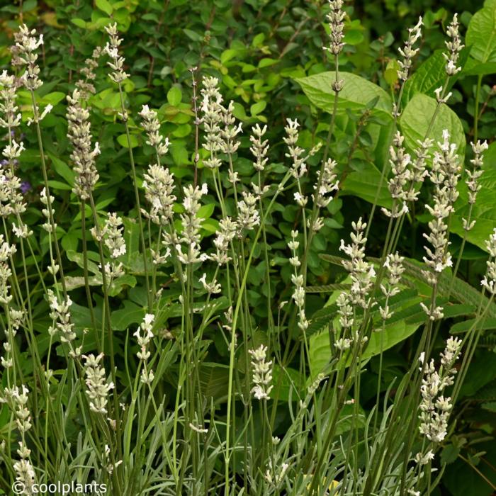 Lavandula intermedia EXCEPTIONAL plant