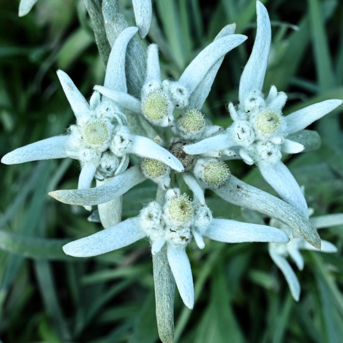 Leontopodium alpinum 'Blossom of Snow' plant