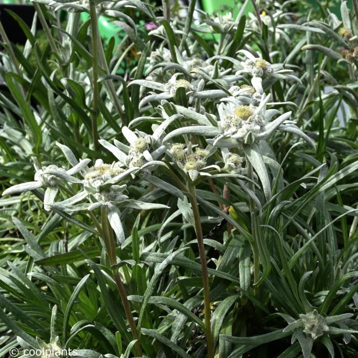 Leontopodium alpinum 'Blossom of Snow' plant