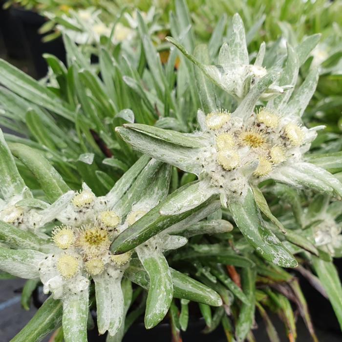 Leontopodium alpinum 'Blossom of Snow' plant