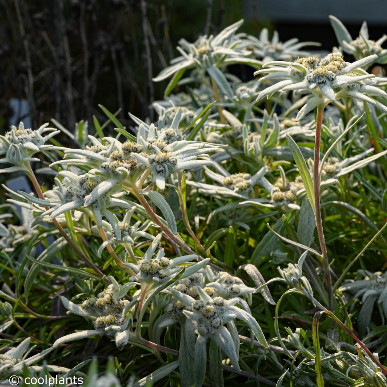 Leontopodium alpinum 'Maischnee' plant