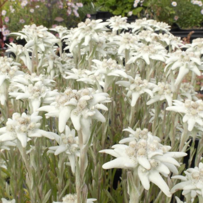 Leontopodium alpinum 'Matterhorn' plant