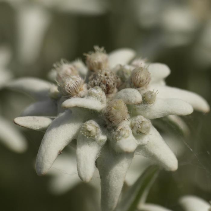 Leontopodium alpinum 'Matterhorn' plant