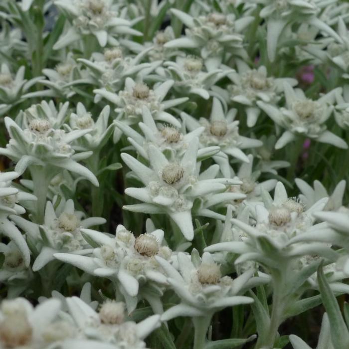 Leontopodium alpinum 'Matterhorn' plant