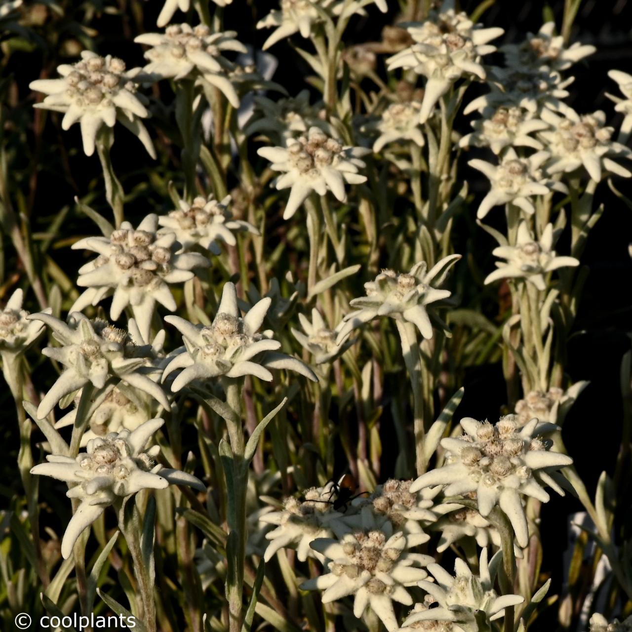 Leontopodium alpinum 'Mount Blanc' plant