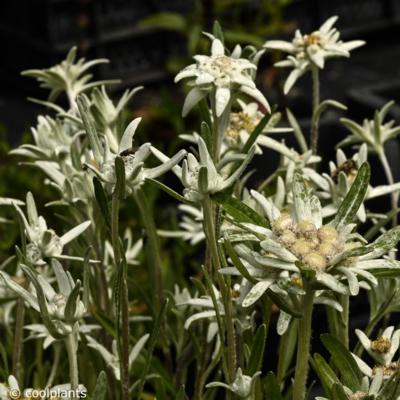 leontopodium-alpinum