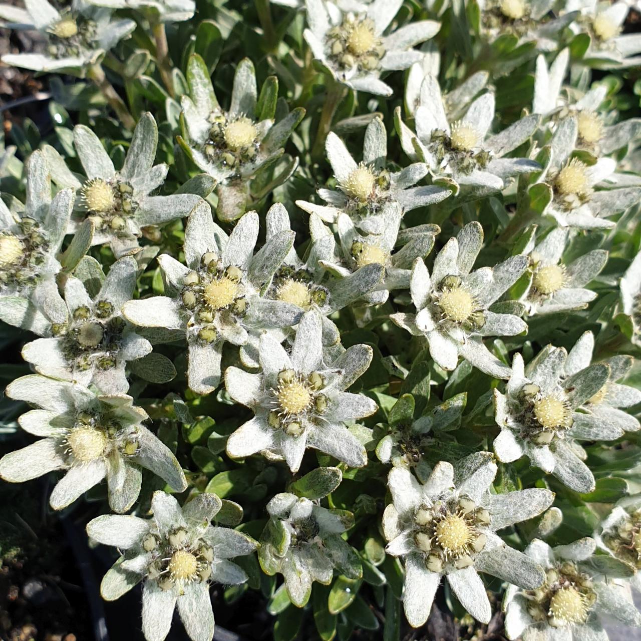 Leontopodium pusillum plant