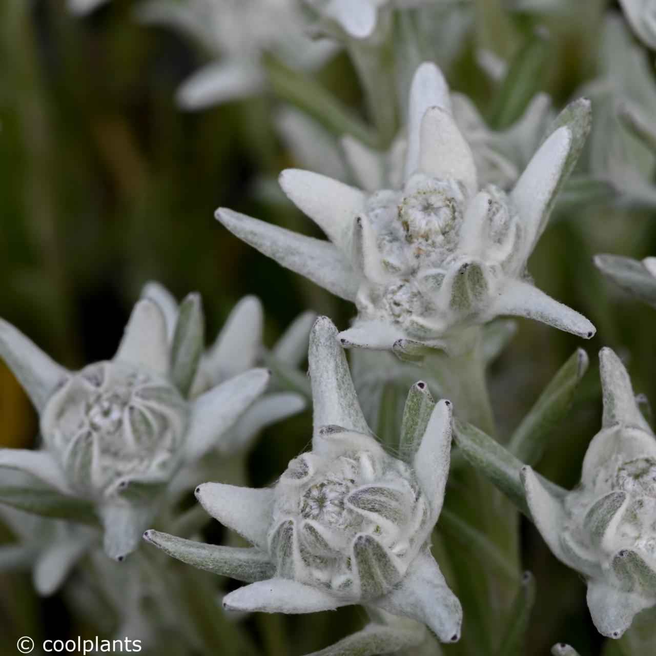 Leontopodium souliei 'Alpine White' plant