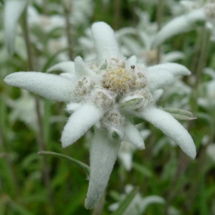 Leontopodium souliei 'Mignon' plant