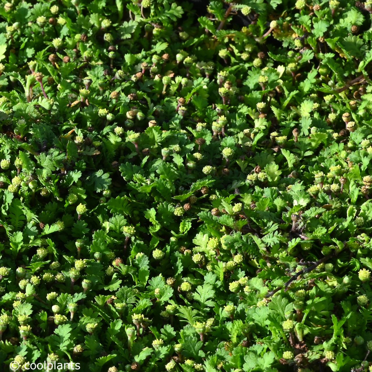 Leptinella squalida 'Minima' plant
