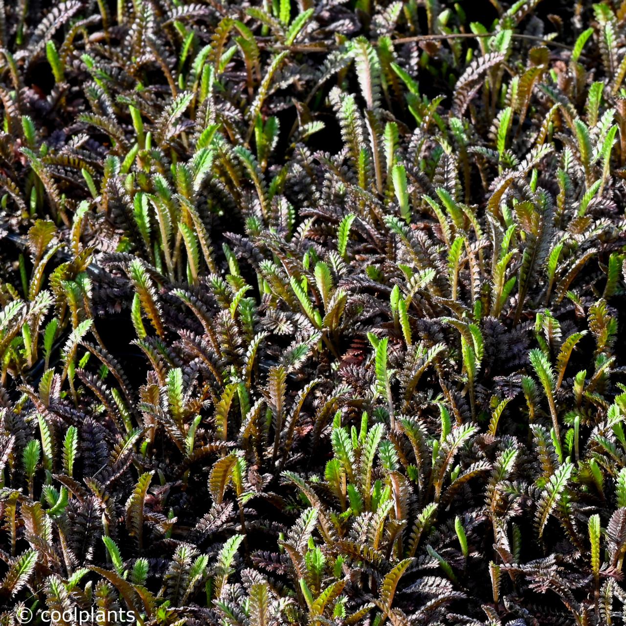 Leptinella squalida 'Platt's Black' plant