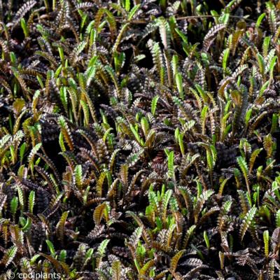 leptinella-squalida-platts-black