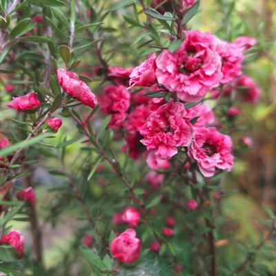 leptospermum-scop-winter-cheer