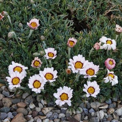 leucanthemum-mariesii-tizintichka