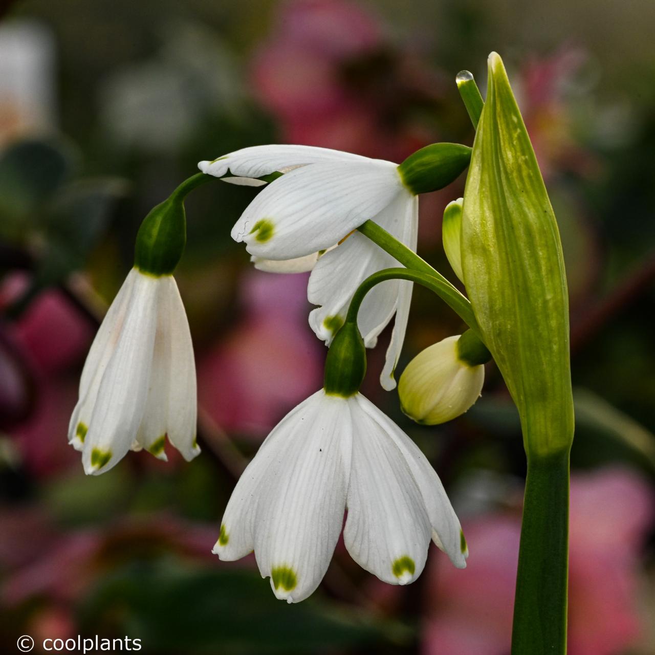 Leucojum aestivum 'Bridesmaid' plant