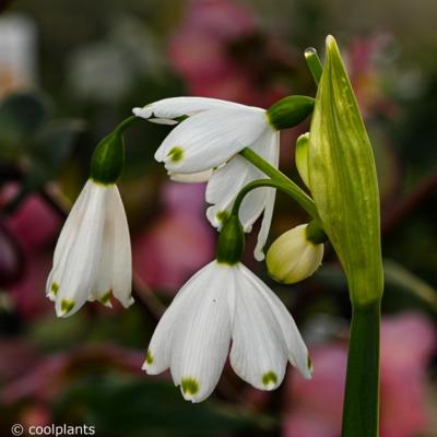 leucojum-aestivum-bridesmaid