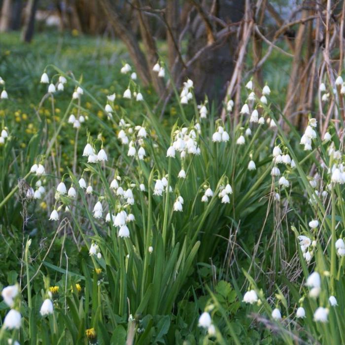 Leucojum aestivum 'Gravetye Giant' plant