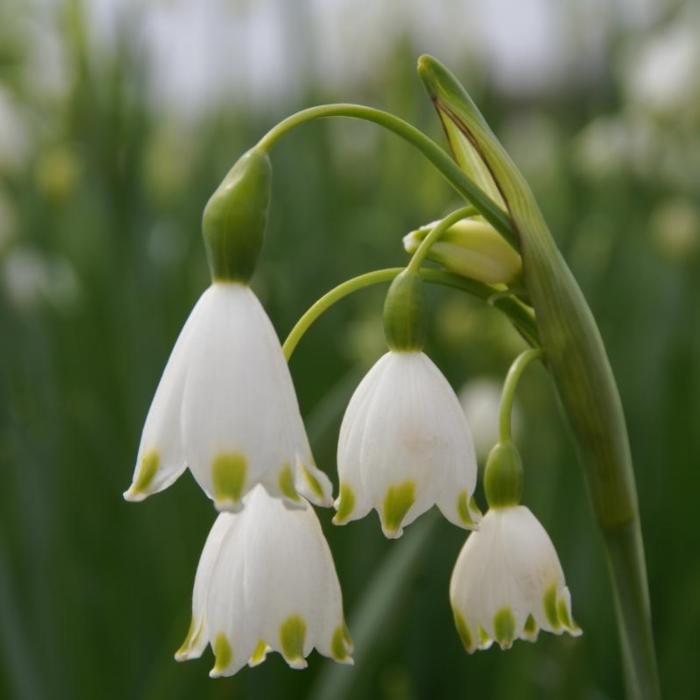 Leucojum aestivum 'Gravetye Giant' plant